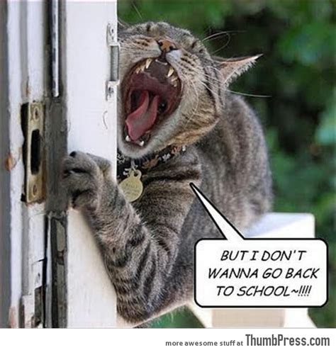 45 Absolutely Hilarious Pictures of Animals to Make You Laugh If you're streaming on the go, you'll wanna make sure.