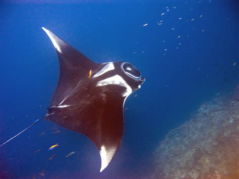 Giant Oceanic Manta Ray Wikiwand