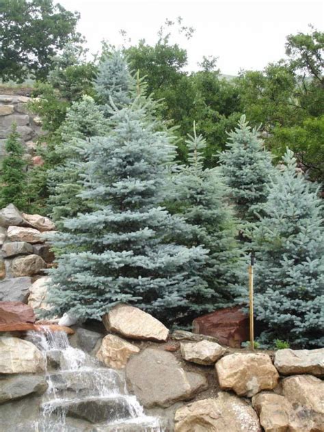 Simple Beautiful Colorado Blue Spruce Treeswearefound Home Design