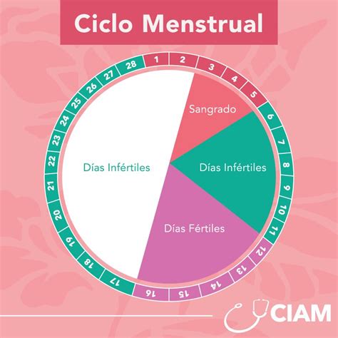 Etapas Do Ciclo Menstrual LEARNBRAZ