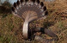 snake head headed naja cobra snakes big india hood nag found real ten amazing hooded banswara rajasthan rare nagas most