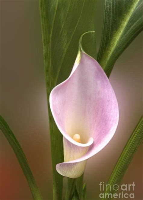 Stunning Pink Calla Lily Greeting Card By Deborah Smolinske Pink