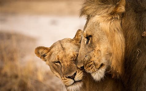 Wallpaper Lion And Lioness Love 1920x1200 Hd Picture Image