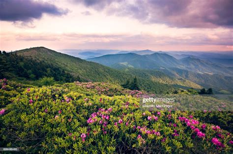 Rhododendrons Bloom On Roan Mountain High Res Stock Photo Getty Images