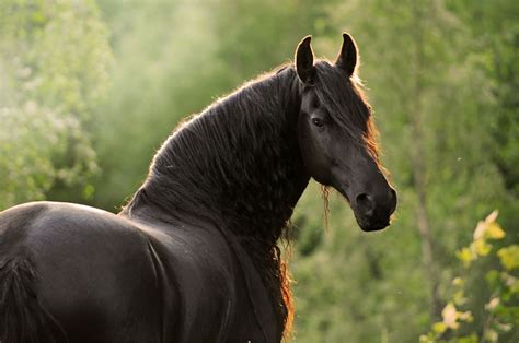 Schöne Pferde Bilder Kostenlos Herunterladen | Bilder und ...