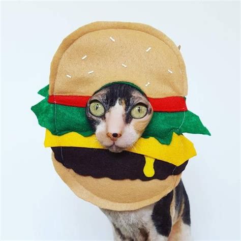 Pin By Meri Keiser On Halloween Animals Pet Costumes Cat Costumes