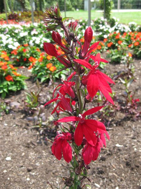 Rotary Botanical Gardens Hort Blog Classic Cardinal Flower