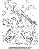 Giant Squid Coloring Octopus Drawing Getdrawings sketch template