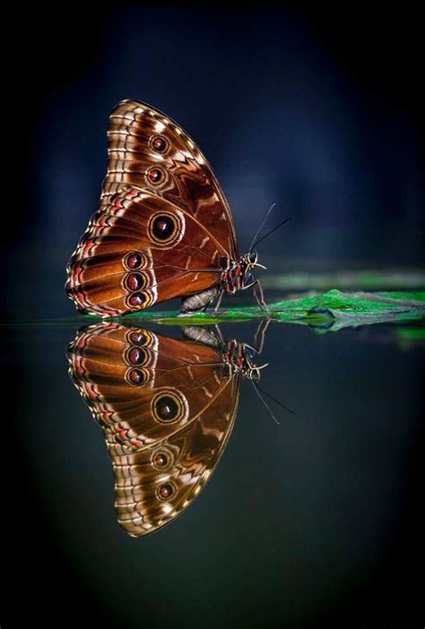 Malefica Mi Mundo Glasswing Butterfly Beautiful Butterflies Butterfly