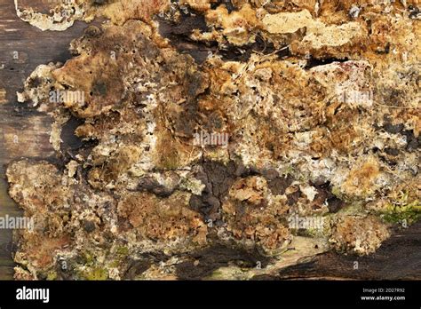 Mold Fungi Hi Res Stock Photography And Images Alamy