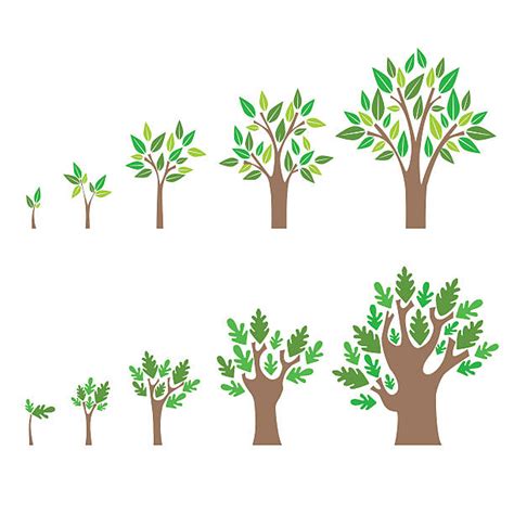 Growing Tree Illustrations Royalty Free Vector Graphics And Clip Art