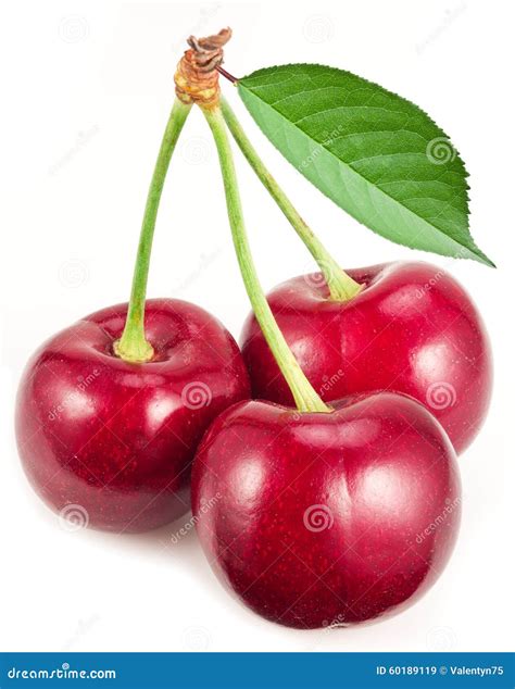 Three Ripe Red Cherries Stock Image Image Of Ripe Wild 60189119