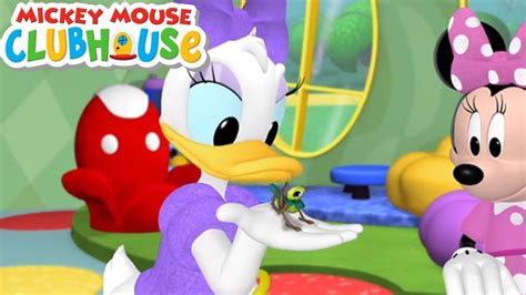 Mickey Mouse Clubhouse S03E11 Daisy S Grasshopper Disney Junior YouTube