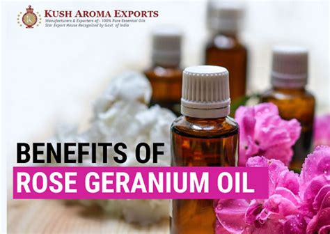 Rose Geranium Essential Oil Benefits For Skin And Pain Relief Kush Aroma
