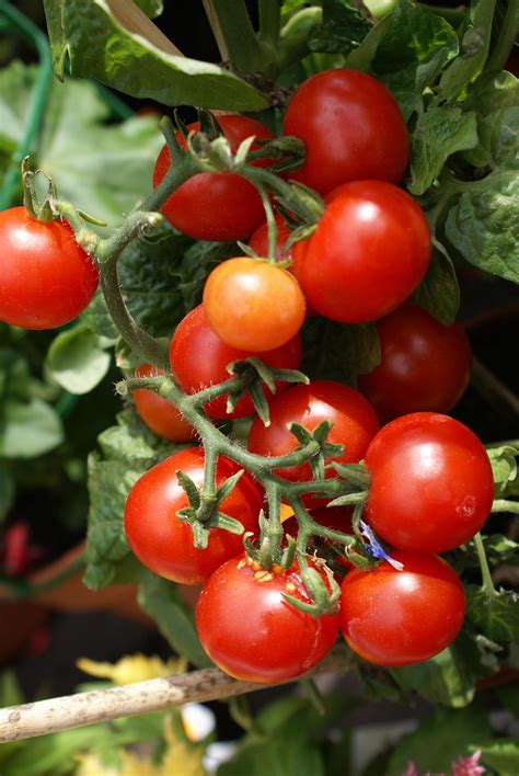 Gm Purple Tomato Tastier And Healthier Agraz Blog