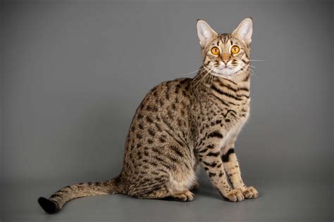 10 Hybrid Cats That Evoke Their Wild Cat Lineage