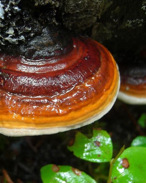 Reishi Mushroom Identification Species And Foraging 50 Off
