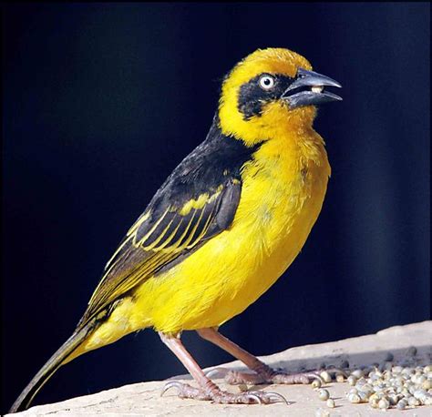 Yellow Weaver Bird Photo Nairobi Kenya Africa