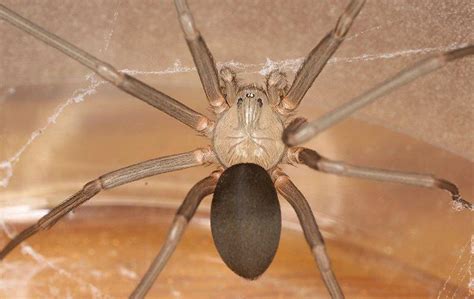 What Property Owners Ought To Know About Brown Recluse Spiders