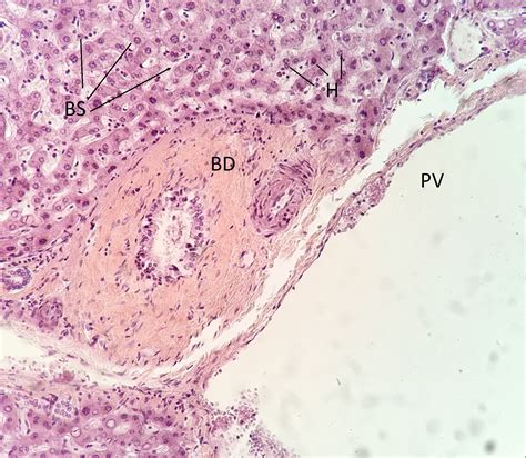 Liver 10x Histology