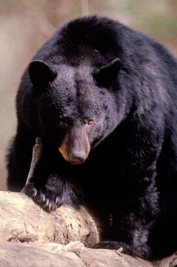 Black Bears Great Smoky Mountains National Park Us National Park