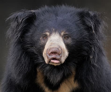 It Bears Repeating San Diego Zoo Wildlife Explorers