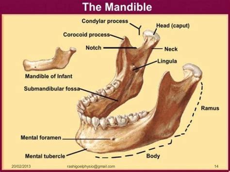 Mandibular Condyle Anatomy
