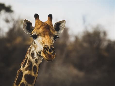 Desktop Wallpaper Giraffe Wildlife Cute Head Hd Image Picture
