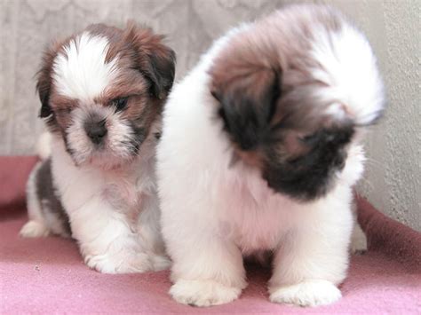 Information About Dog Breed Care Tzu Cairn Terrier And