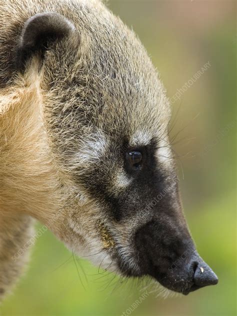 South American Coati Stock Image C0016264 Science Photo Library