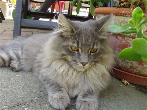 It has a distinctive physical appearance and valuable hunting skills. wallpapers: Domestic Cat Maine Coon Silver