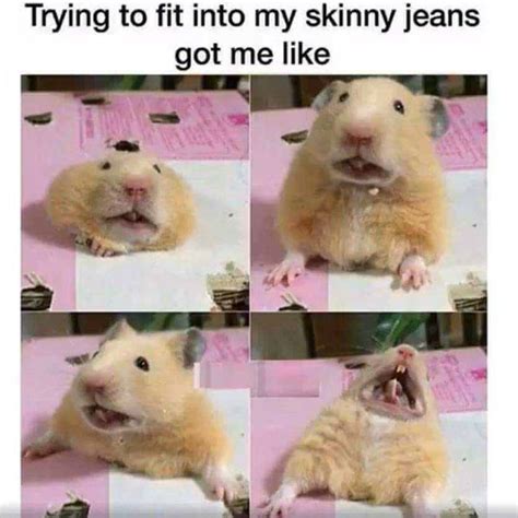 Funny Animal Pictures And Memes Funnyfoto Funny Hamsters Cute Funny