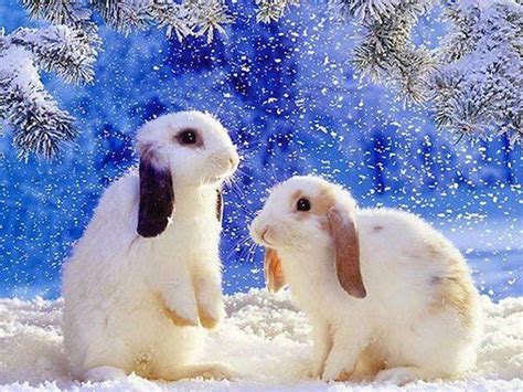 Cute Bunnies Playing In The Snow Charity Christmas Cards Rabbit Animals