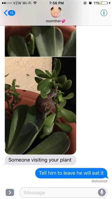 Maybe you would like to learn more about one of these? How to get rid of snails without killing them? : succulents