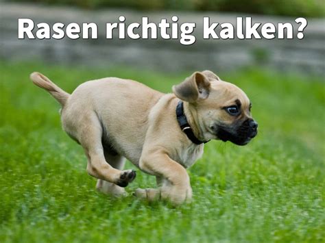 Rasen gekonnt kalken zur rechten zeit. Rasen richtig kalken: Wann, warum und wie oft? (Anleitung)