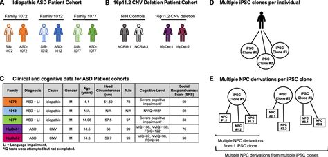 figure 1 from autism npcs from both idiopathic and cnv 16p11 2 deletion patients exhibit