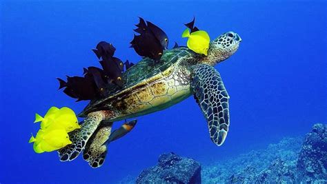 Whats Love Got To Do With Green Sea Turtles And Fish The Pew