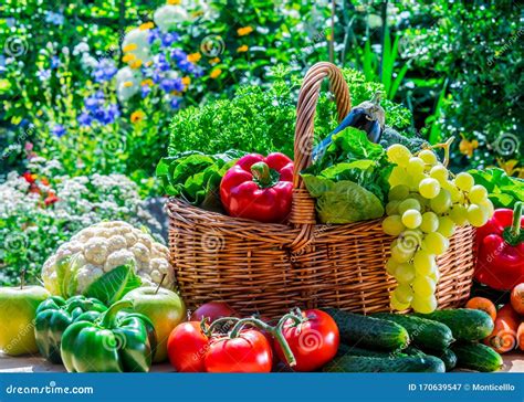 Variety Of Fresh Organic Vegetables And Fruits In The Garden Stock