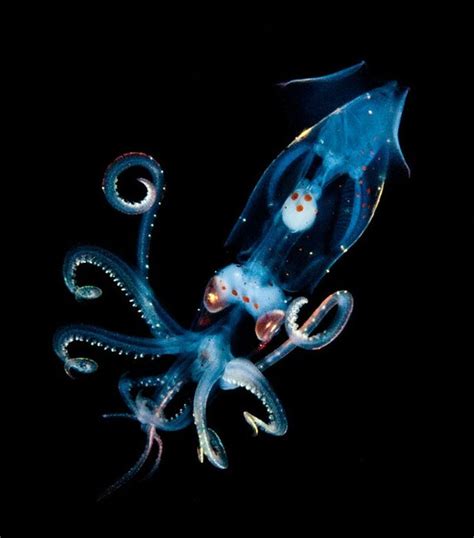 Abyssal Benthic Squid Ocean Stuff Pinterest