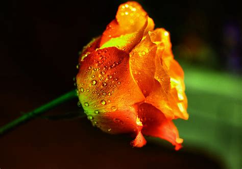 A Beautiful Wet Rose Photograph By Jeff Swan Fine Art America