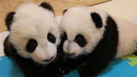 Toronto Zoo Shares Leading Names For Giant Panda Cubs Cbc News