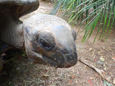 Die schildkröte hat sich viele lebensräume erobert. "Hausschildkröte" Boko Boko Porini Farm- and Guesthouse ...