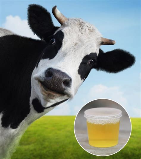 Cow Urine Benefits Uses And Side Effects Of Drinking It