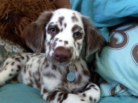 Rare Dalmatian Fur Variants That Are So Special We Didn T Know They