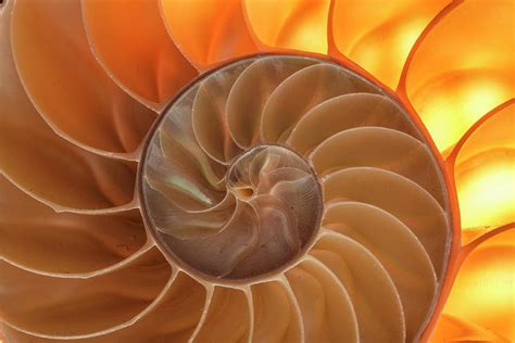Chambered Nautilus Shell Photograph By Adam Jones