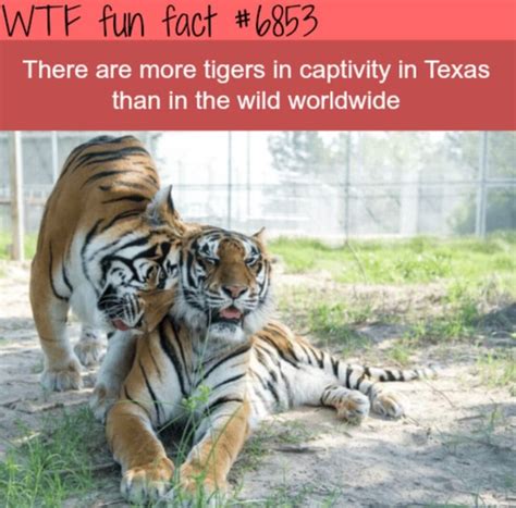 Tun Tact There Are More Tigers In Captivity In Texas Than In The Wild