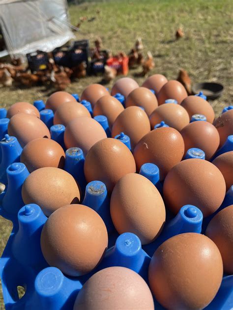 Give These Cute Sized Pastured Eggs A Try Pats Pastured