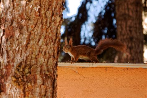Eichhörnchen sind tagaktiv, daher dauert es häufig sehr lange, bis hausbesitzer merken, dass eichhörnchen im haus schutz gesucht haben. Eichhörnchen im Garten Foto & Bild | eichhörnchen, natur ...