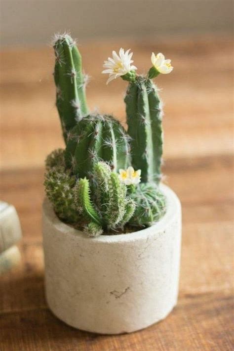 36 Beautiful Cactus Succulents For Home Decoration Cactus Plants
