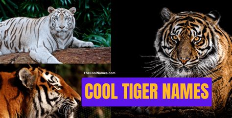 Cool Tiger Names And Nicknames For Pets Stories
